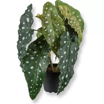 Forell begonia konstväxt - grön - Products - Inredning - Dekoration & inredningsdetaljer - Prydnadssaker - Blomsterdekoration